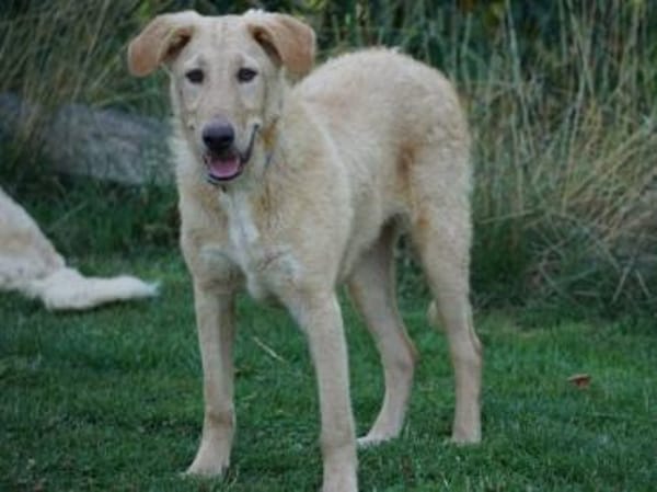 Sind Sie die Familie für Pallino?