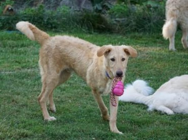 Sind Sie die Familie für Pallino?