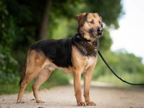 Mino sucht ruhiges Einzelzuhause