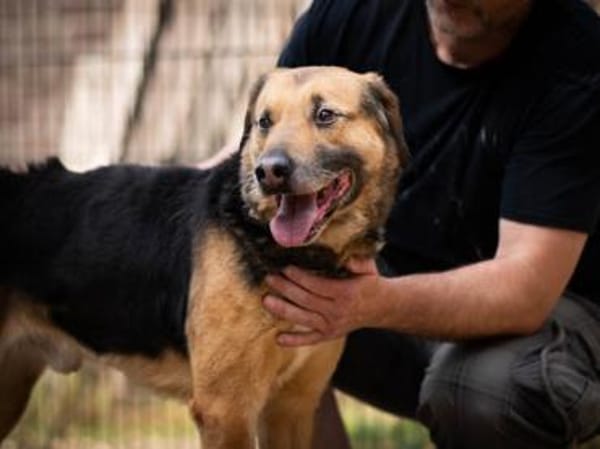 Mino sucht ruhiges Einzelzuhause