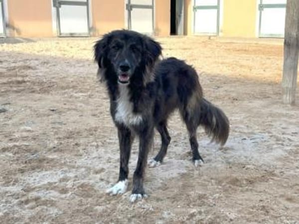 Dick sucht sein Zuhause