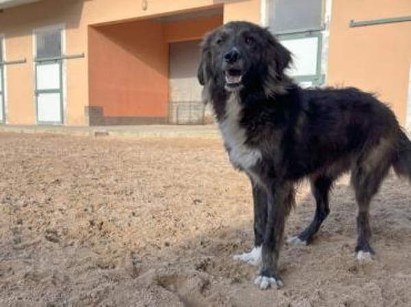 Dick sucht sein Zuhause