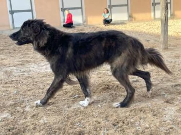 Dick sucht sein Zuhause