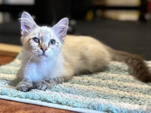 Mimir sucht mit Schwester Beta ein Heim