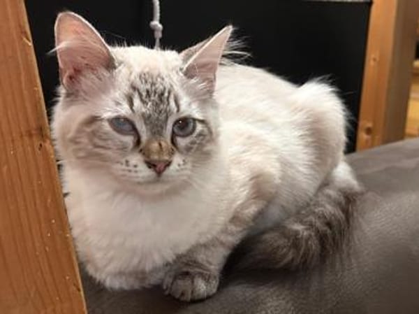 Mimir sucht mit Schwester Beta ein Heim