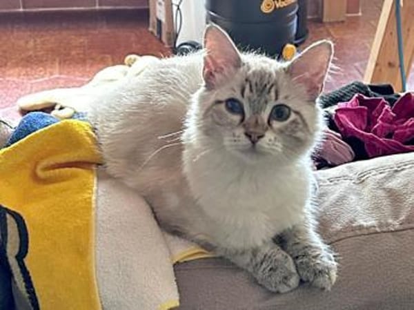 Mimir sucht mit Schwester Beta ein Heim