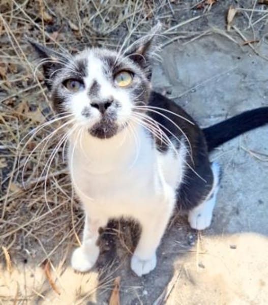 Junger, zutraulicher Kater Kolumbus