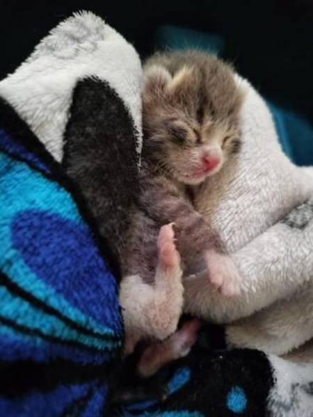 Liebes Katzenduo Dina und Elliot