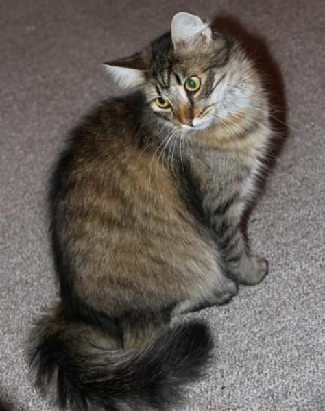 Kalle sucht Zuhause mit verspielten Artg