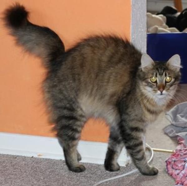 Kalle sucht Zuhause mit verspielten Artg