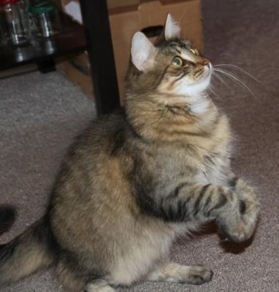 Kalle sucht Zuhause mit verspielten Artg