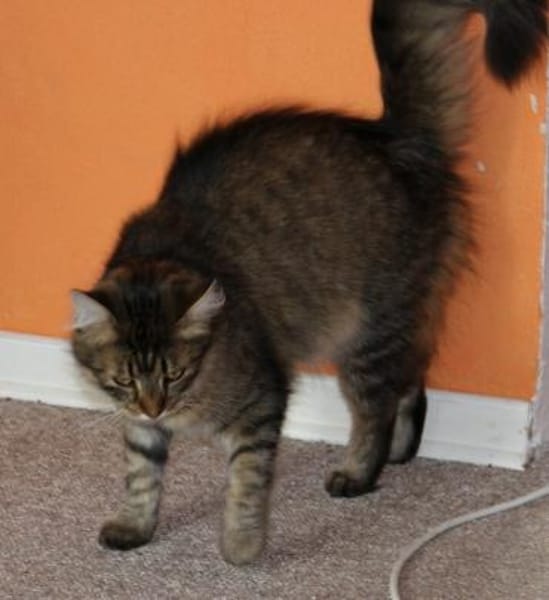 Kalle sucht Zuhause mit verspielten Artg