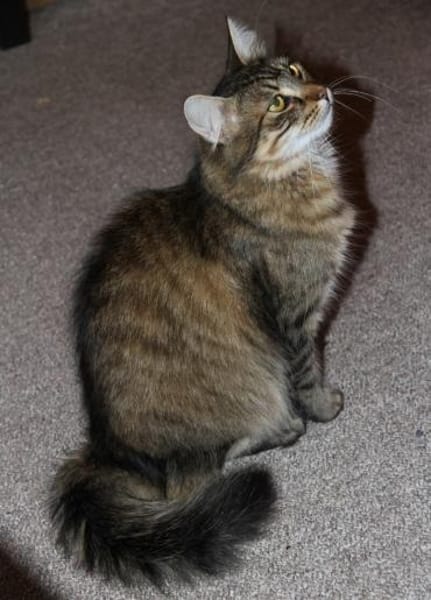 Kalle sucht Zuhause mit verspielten Artg