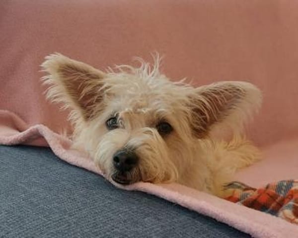 BENJI sucht sein Traumkörbchen