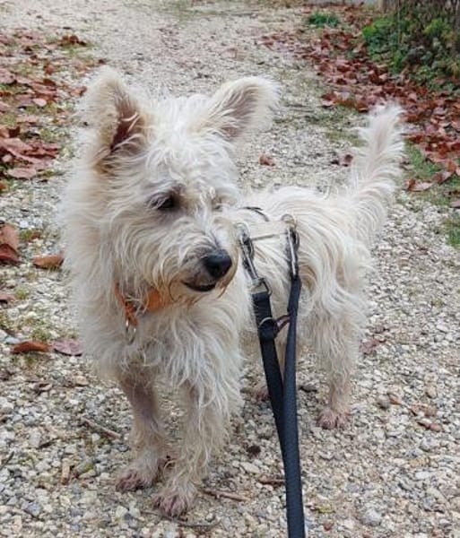 BENJI sucht sein Traumkörbchen