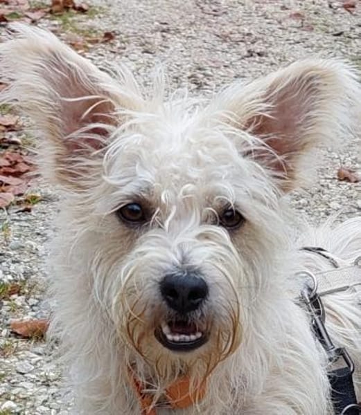 BENJI sucht sein Traumkörbchen