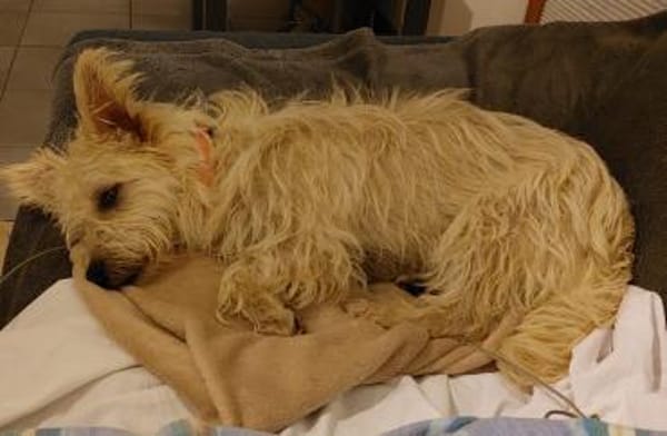 BENJI sucht sein Traumkörbchen