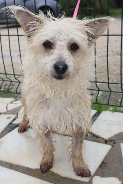 BENJI sucht sein Traumkörbchen