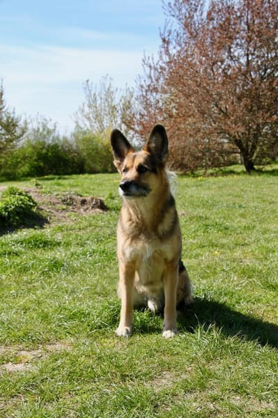 Murphy- liebevoll & loyal