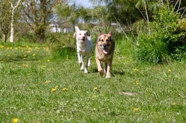 Murphy- liebevoll & loyal