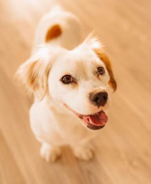 Lady kleine Hündin sucht das große Glück