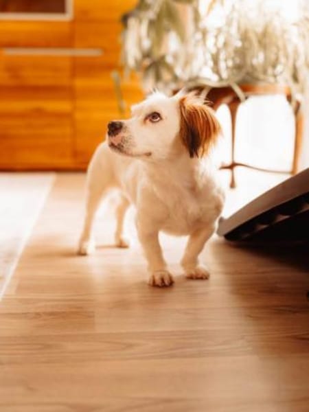 Lady kleine Hündin sucht das große Glück