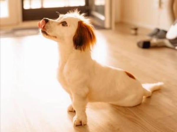 Lady kleine Hündin sucht das große Glück