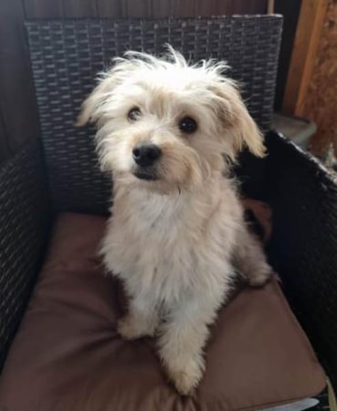 Marshmallow träumt von einer Familie....