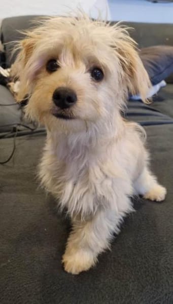 Marshmallow träumt von einer Familie....