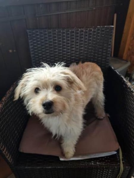 Marshmallow träumt von einer Familie....