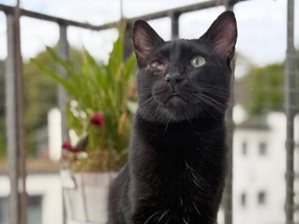 Kleiner Pirat Charly sucht Zuhause