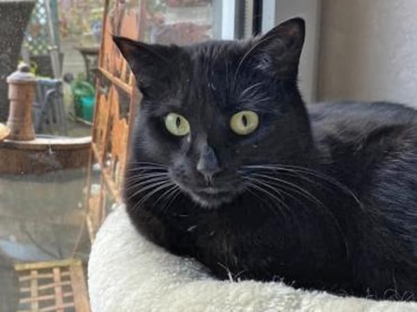 Kleine Giorgina wünscht sich Familie