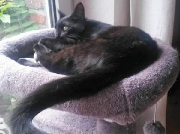 Kleine Giorgina wünscht sich Familie