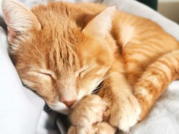 Lieber Garfield sucht Zuhause für immer