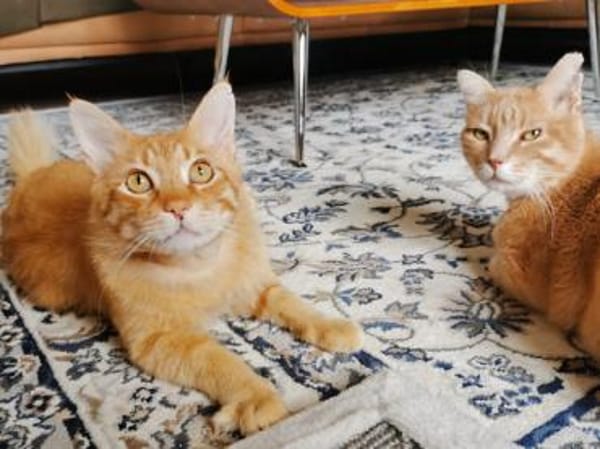 Lieber Garfield sucht Zuhause für immer