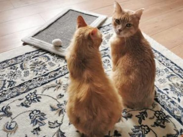 Lieber Garfield sucht Zuhause für immer