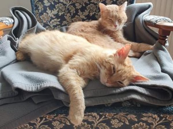 Lieber Garfield sucht Zuhause für immer