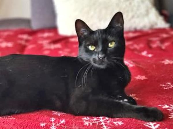 Claudia sucht schönes Zuhause