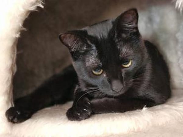 Claudia sucht schönes Zuhause