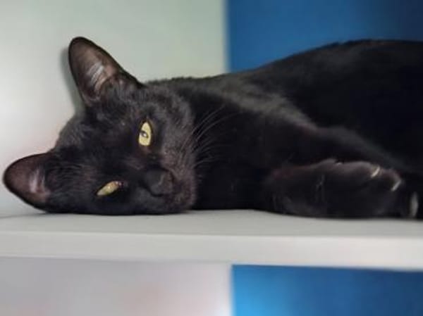 Claudia sucht schönes Zuhause