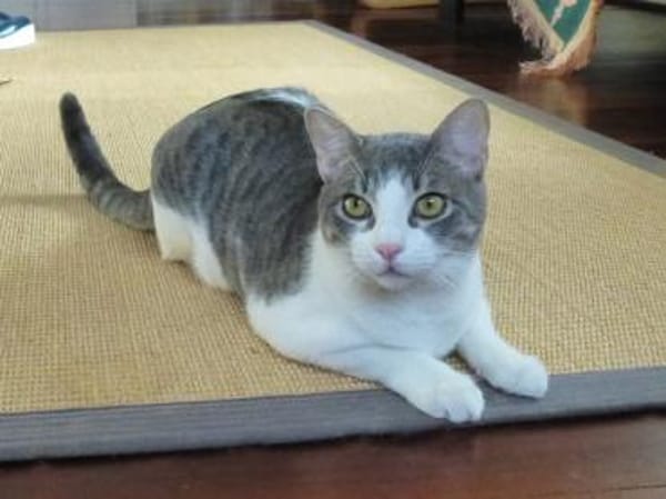 Niedlicher Benny möchte Ihr Herz erobern