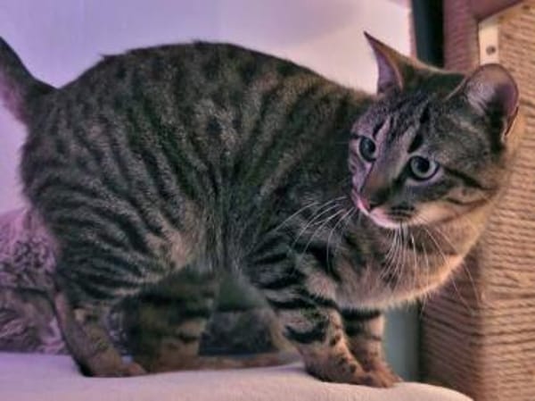 Morris sucht entgültiges Zuhause