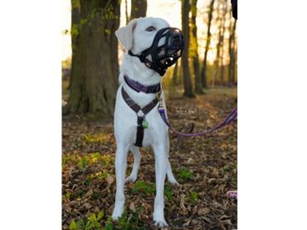 Fedro sucht erfahrene Menschen