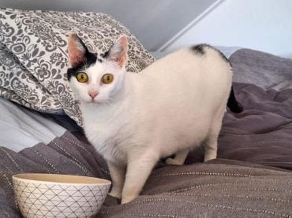 Sanfte Mimi wünscht sich Zuwendung.