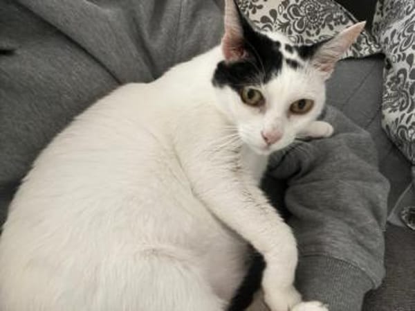 Sanfte Mimi wünscht sich Zuwendung.