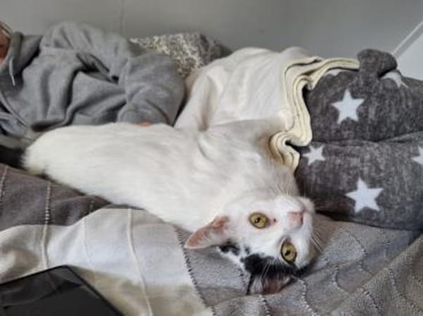 Sanfte Mimi wünscht sich Zuwendung.