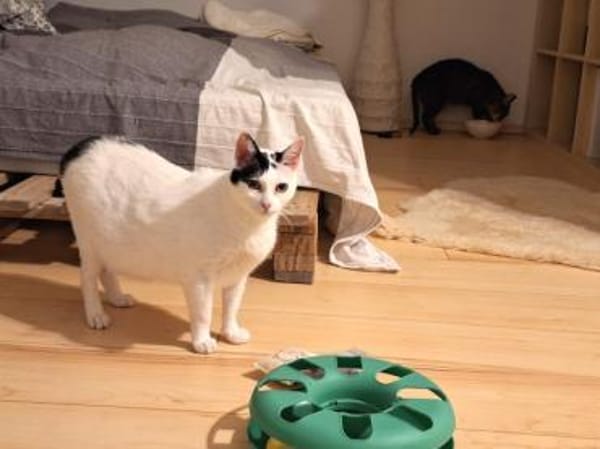 Sanfte Mimi wünscht sich Zuwendung.