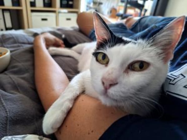 Sanfte Mimi wünscht sich Zuwendung.