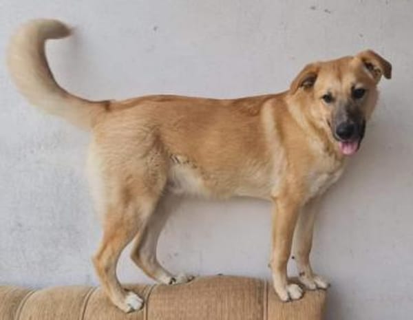 Kygo jung-hübsch-talentiert sucht ;-)