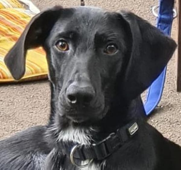 Pizzy/Shadow  sucht ein neues Zuhause